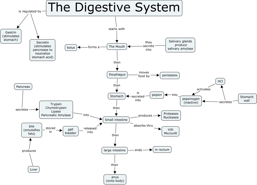 digestive system